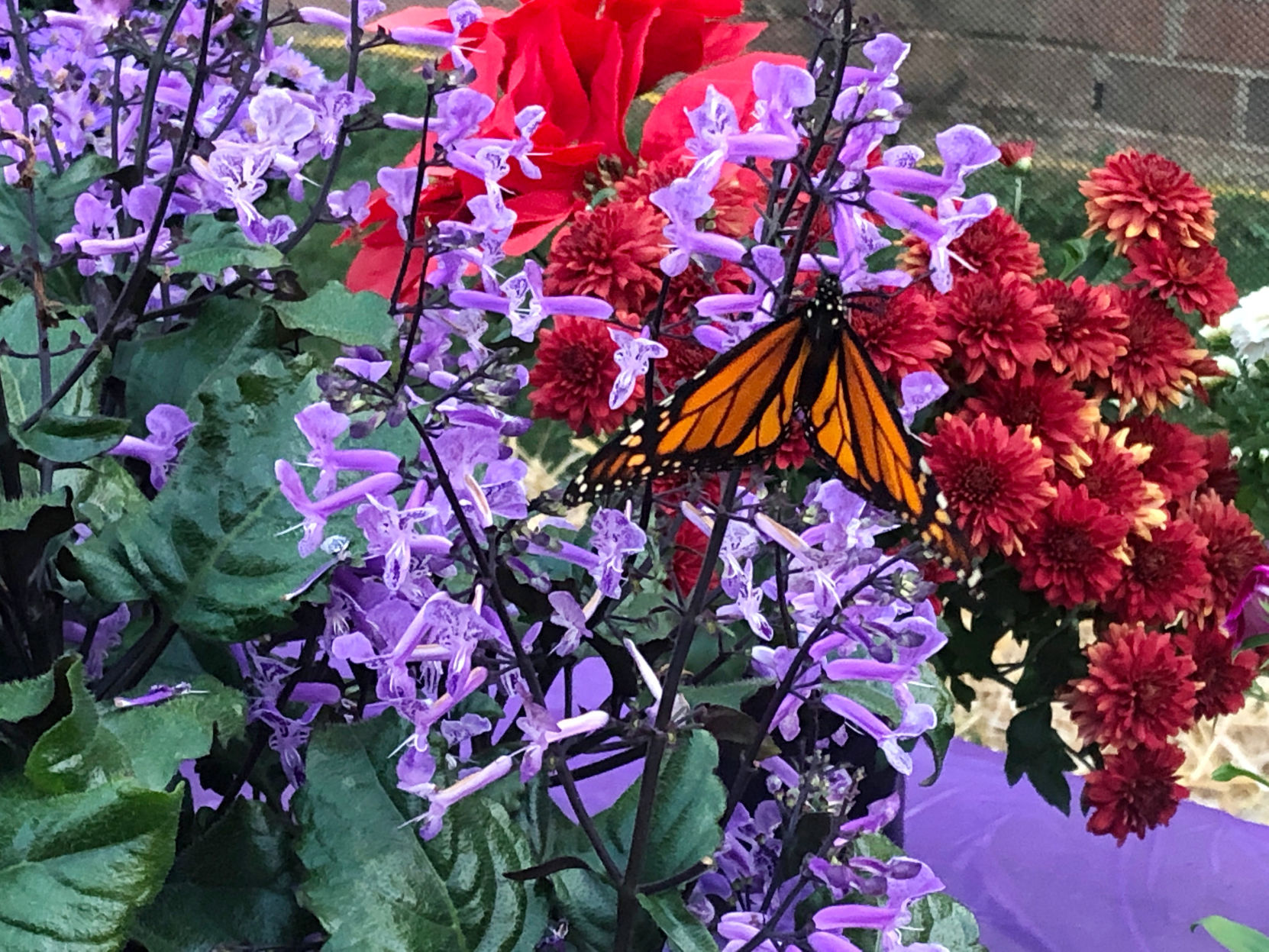 Butterflies